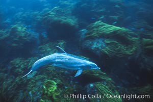 Pacific bottlenose dolphin at Guadalupe Island, Mexico, Guadalupe Island (Isla Guadalupe)