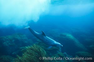 Pacific bottlenose dolphin at Guadalupe Island, Mexico, Guadalupe Island (Isla Guadalupe)