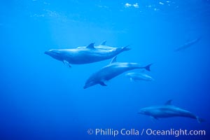 Pacific bottlenose dolphins underwater at Guadalupe Island, Mexico, Guadalupe Island (Isla Guadalupe)