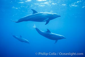Pacific bottlenose dolphins underwater at Guadalupe Island, Mexico, Guadalupe Island (Isla Guadalupe)
