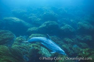 Pacific bottlenose dolphin at Guadalupe Island, Mexico, Guadalupe Island (Isla Guadalupe)