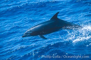Pacific bottlenose dolphin at Guadalupe Island, Mexico, Guadalupe Island (Isla Guadalupe)