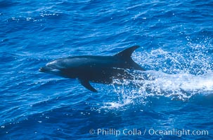 Pacific bottlenose dolphin at Guadalupe Island, Mexico, Guadalupe Island (Isla Guadalupe)