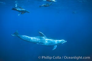 Pacific bottlenose dolphin, California sea lions, Tursiops truncatus, Zalophus californianus, Guadalupe Island (Isla Guadalupe)