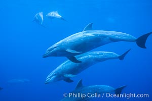 Pacific bottlenose dolphin, Tursiops truncatus, Guadalupe Island (Isla Guadalupe)