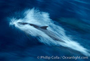 Bottlenose dolphin, Tursiops truncatus, Guadalupe Island (Isla Guadalupe)