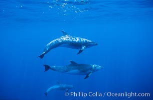 Pacific bottlenose dolphin. Guadalupe Island (Isla Guadalupe), Baja California, Mexico, Tursiops truncatus, natural history stock photograph, photo id 00270