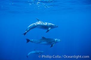 Pacific bottlenose dolphin, Tursiops truncatus, Guadalupe Island (Isla Guadalupe)