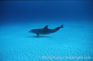 Atlantic bottlenose dolphin, Tursiops truncatus