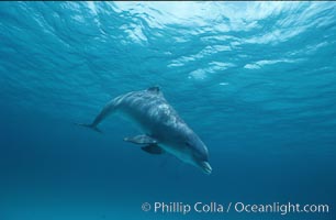 Atlantic bottlenose dolphin, damaged dorsal fin, Tursiops truncatus