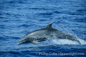 Pacific bottlenose dolphin. Maui, Hawaii, USA, Tursiops truncatus, natural history stock photograph, photo id 04564