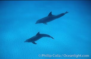 Atlantic  bottlenose dolphin, Tursiops truncatus