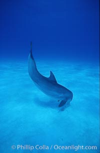 Atlantic  bottlenose dolphin, Tursiops truncatus