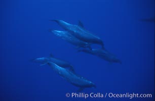 Pacific  bottlenose dolphin, Tursiops truncatus