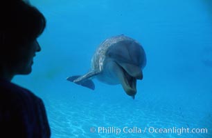 Pacific  bottlenose dolphin, Tursiops truncatus, Maui