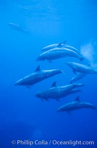 Pacific  bottlenose dolphin, Tursiops truncatus