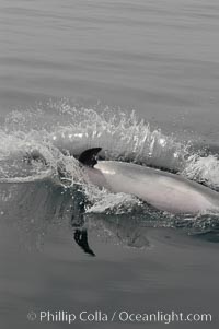 A curious Pacific bottlenose dolphin leaps from the ocean surface to look at the photographer.  Open ocean near San Diego, Tursiops truncatus