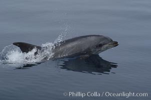 Pacific bottlenose dolphin breaches the ocean surface as it leaps and takes a breath.  Open ocean near San Diego, Tursiops truncatus