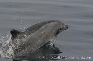 Pacific bottlenose dolphin breaches the ocean surface as it leaps and takes a breath.  Open ocean near San Diego, Tursiops truncatus