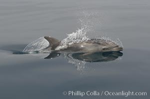 Pacific bottlenose dolphin hydrodynamically slices the ocean as it surfaces to breathe.  Open ocean near San Diego, Tursiops truncatus