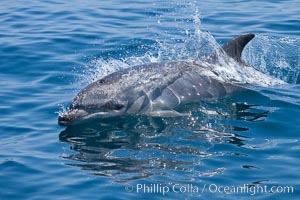 Bottlenose dolphin (Tursiops truncatus) skims the ocean surface.