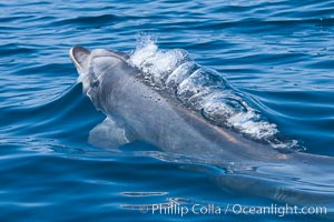 Bottlenose dolphin (Tursiops truncatus), bubbles forming in its exhalation just below the surface of the ocean, offshore of San Diego.