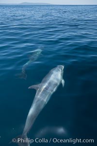 Bottlenose dolphin, swimming just below the surface of the glassy ocean, offshore of San Diego, Tursiops truncatus