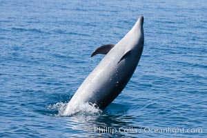 Bottlenose dolphin, leaping over the surface of the ocean, offshore of San Diego, Tursiops truncatus