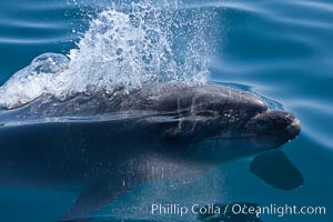 Bottlenose dolphin, breaching the surface of the ocean, offshore of San Diego, Tursiops truncatus