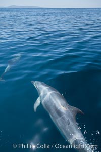 Bottlenose dolphin, swimming just below the surface of the glassy ocean, offshore of San Diego, Tursiops truncatus