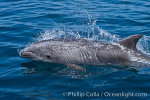 Bottlenose dolphin, breaching the surface of the ocean, offshore of San Diego, Tursiops truncatus
