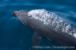 Bottlenose dolphin, bubbles forming in its exhalation just below the surface of the ocean, offshore of San Diego, Tursiops truncatus
