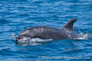 Bottlenose dolphin, breaching the surface of the ocean, offshore of San Diego, Tursiops truncatus