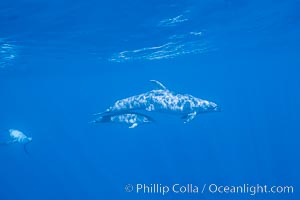 Pacific bottlenoses dolphin at Guadalupe Island, Mexico. Guadalupe Island (Isla Guadalupe), Baja California, natural history stock photograph, photo id 36240