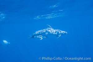 Pacific bottlenoses dolphin at Guadalupe Island, Mexico, Guadalupe Island (Isla Guadalupe)