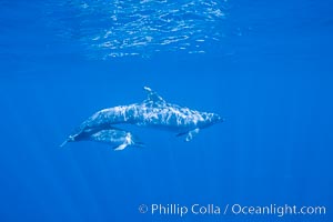 Pacific bottlenoses dolphin at Guadalupe Island, Mexico. Guadalupe Island (Isla Guadalupe), Baja California, natural history stock photograph, photo id 36241