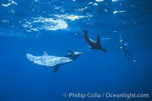 Pacific bottlenose dolphin and several sea lions swim together at Guadalupe Island, Mexico, Guadalupe Island (Isla Guadalupe)