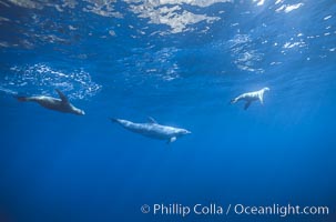 Pacific bottlenoses dolphin at Guadalupe Island, Mexico, Guadalupe Island (Isla Guadalupe)