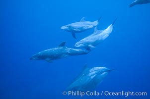 Pacific bottlenoses dolphin at Guadalupe Island, Mexico