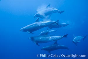 Pacific bottlenoses dolphin at Guadalupe Island, Mexico, Guadalupe Island (Isla Guadalupe)