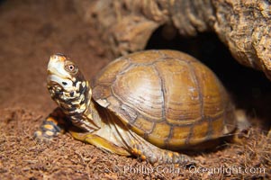 Box turtle.  Box turtles are famous for their hinged shells, which allow them to retract almost completely into their bony armor, Terrapene