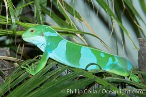 Banded iguana, male.  The bands of color on the male of this species change from green to either blue, grey or black, depending on mood.  Females are usually solid green, ocassionally with blue spots or a few narrow bands, Brachylophus fasciatus