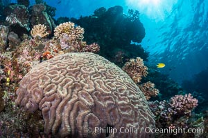Symphyllia brain coral on tropical coral reef, Fiji