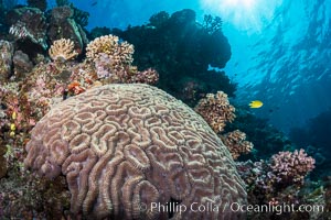 Symphyllia brain coral on tropical coral reef, Fiji, Symphyllia, Vatu I Ra Passage, Bligh Waters, Viti Levu  Island