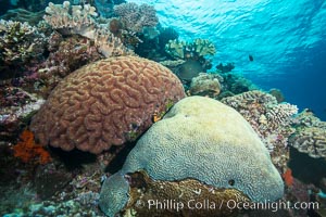 Brain corals on tropical coral reef, Mount Mutiny, Bligh Waters, Fiji. Left brain coral is Symphllia, right bain coral is Platygyra lamellina, Platygyra lamellina, Symphyllia, Vatu I Ra Passage