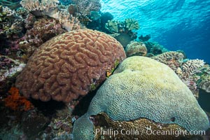 Brain corals on tropical coral reef, Fiji. Left brain coral is Symphllia, right bain coral is Platygyra lamellina, Platygyra lamellina, Symphyllia, Vatu I Ra Passage, Bligh Waters, Viti Levu  Island
