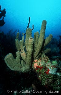 Branching vase sponge, Callyspongia vaginalis, Roatan