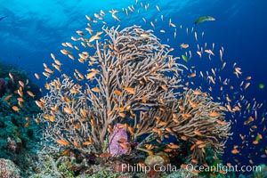 Branching whip coral (Ellisella sp) captures passing planktonic food in ocean currents, Fiji