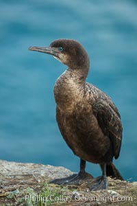 Brandt's cormorant, Phalacrocorax penicillatus, La Jolla, California