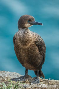 Brandt's cormorant, Phalacrocorax penicillatus, La Jolla, California